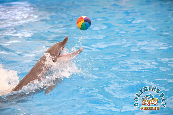 Dolphins Bay Phuket Ticket for Foreigners