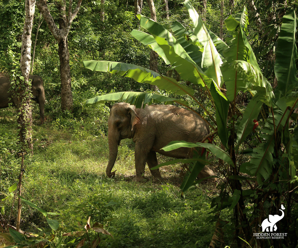 Phuket: Hidden Forest Elephant Reserve with Meal & Transfer
